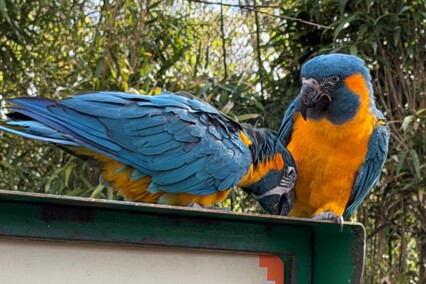 Zoo Inselwelten - Papageien3 Zoo Inselwelten - Papageien3