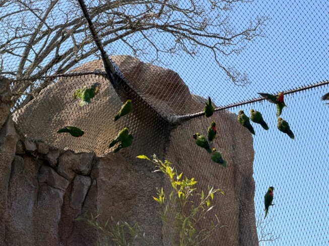 Zoo Inselwelten - Papageien2