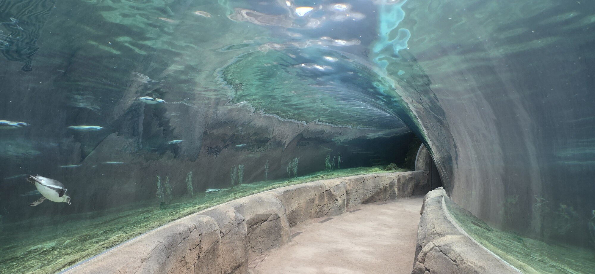 Zoo Feuerland - unter Wasser mit Pinguinen Zoo Feuerland - unter Wasser mit Pinguinen